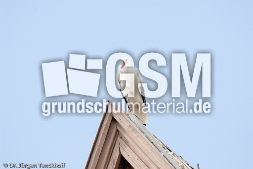 Weißstorch (7 von 20).jpg